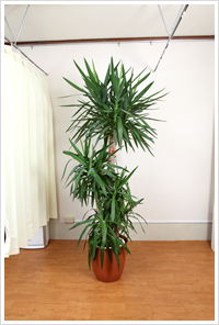 観葉植物写真